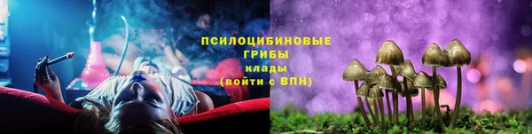 прущие грибы Надым