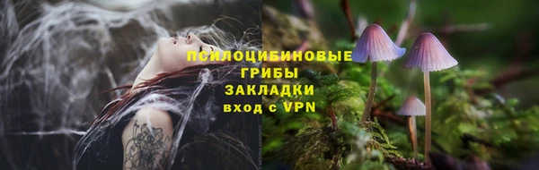 прущие грибы Надым