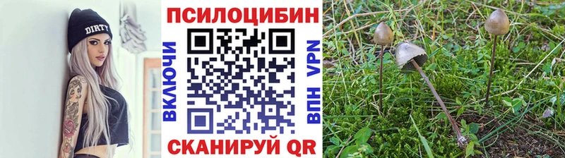 Галлюциногенные грибы Psilocybe как найти наркотики Нариманов
